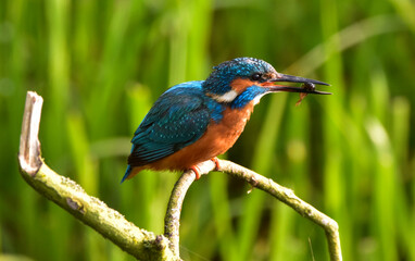 Birding Photography 