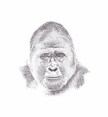 Pen and ink portrait drawing of a gorilla