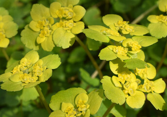 yellow flowers in the garden