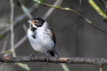 Birding Photography 