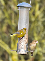 Birding Photography 