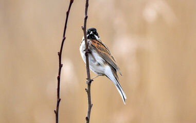 Birding Photography 