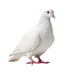 White pigeon isolated. Created with Generative AI tools