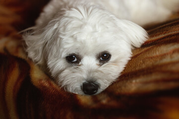 young maltese dog lies politely on a brown blanket at home and looks at the camera