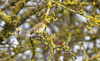 Birding Photography 