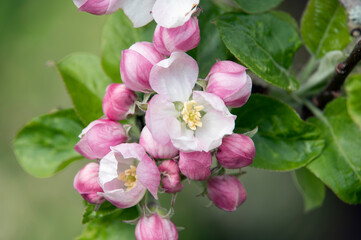 Fototapeta na wymiar Apple blossom triggers the start of summer