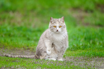 Naklejka na ściany i meble Gray striped cat walks on a leash on green grass outdoors.