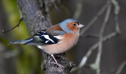 Birding Photography 