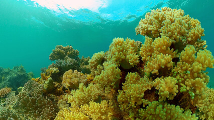 Tropical coral reef seascape with fishes, hard and soft corals.