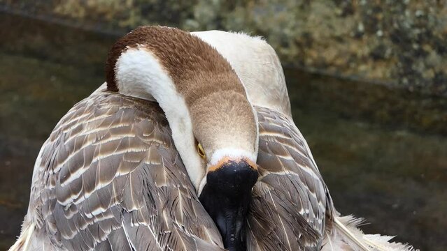 portrait of a wild goose in the zoo
