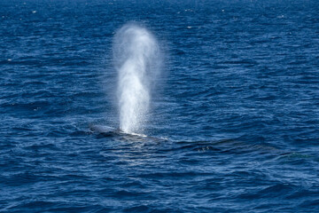 Fin Whale Balaenoptera physalus while blowing endangered rare to see in Mediterranean sea