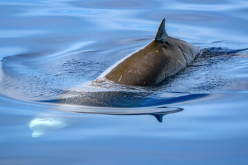 Cuvier Beaked whale dolphin Ziphius cavirostris underwater