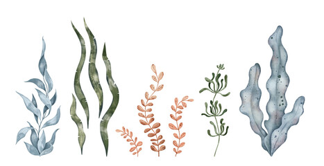 Blue and green seaweed algae leaves, kelp. Underwater plant. Hand drawn watercolor illustration. Marine design elements for print, label, packaging paper, cosmetic, food, card - obrazy, fototapety, plakaty