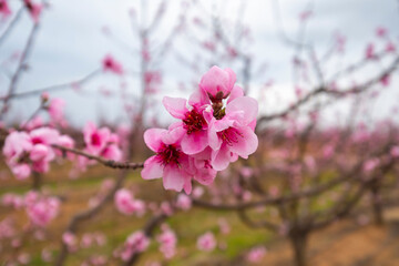 Detail of the beautiful flower of a peach tree in full bloom