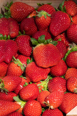Top view of tasty spanish strawberries freshly collected on a wooden box isolated