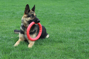 German Shepherd lies on the grass with a toy. Dog with a puller