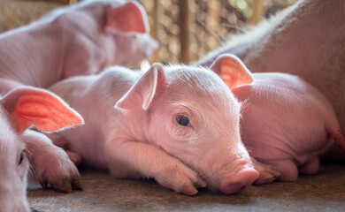 A week-old piglet cute newborn sleeping on the pig farm with other piglets © NARONG