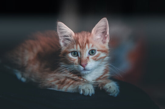 portrait of a red  cat with eyes