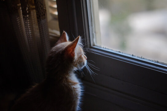 yellow cat looking out the window