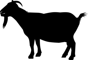 silhouette of a goat