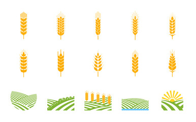 Spikes of wheat, rye, barley. Arable fields, agriculture industry. Crops farm, food market or agriculture company vector sign, craft beer brewery symbol or pictogram with rice, wheat and barley ears