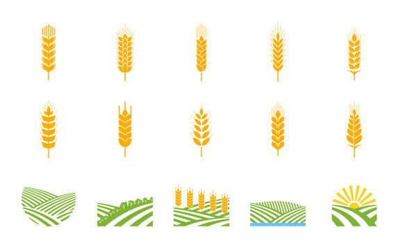 Spikes of wheat, rye, barley. Arable fields, agriculture industry. Crops farm, food market or agriculture company vector sign, craft beer brewery symbol or pictogram with rice, wheat and barley ears