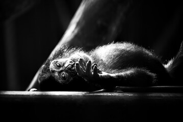 black and white photo of monkey