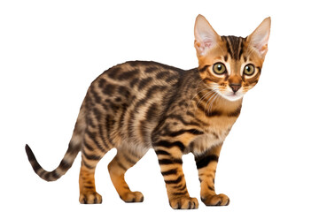 Toyger Kitten. On An Isolated Transparent Background, Png. Generative AI