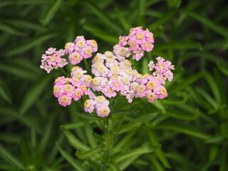 ハーブ　西洋ノコギリソウ