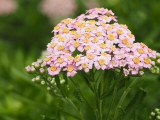 ハーブ　西洋ノコギリソウ