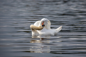 Fototapeta premium Mute swan preening feathers