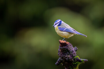 Eurasian Blue tit (Cyanistes caeruleus) bird perched close up on tree stump isolated on blurred background © Milbsie
