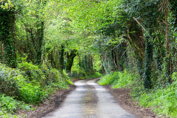 Obraz premium Rural road in the Irish countryside with tree canopy