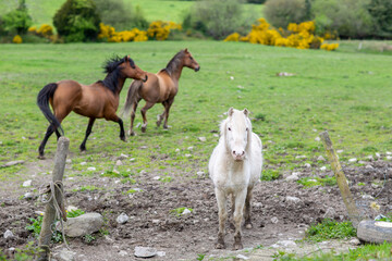 Three horses in a field standing by fence