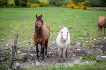 Three horses in a field standing by fence