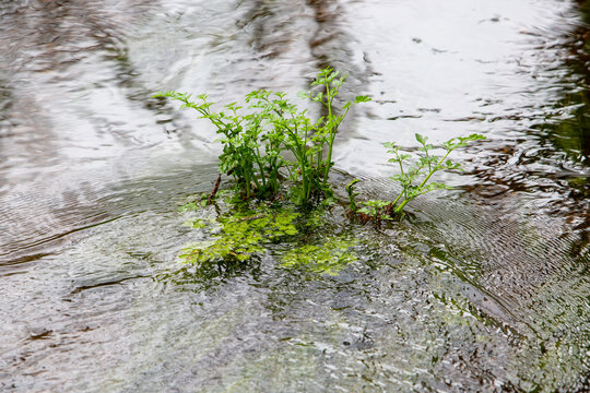 Water celery or dropwort growing in river in Ireland