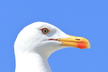 Close up of the gull 