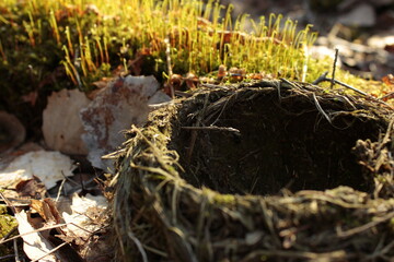 Nest in the forest