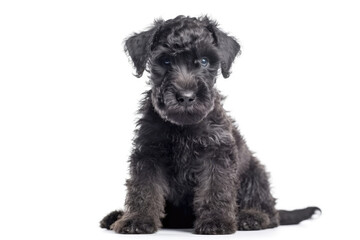 Kerry Blue Terrier Dog Puppy On White Background, Full Body. Generative AI