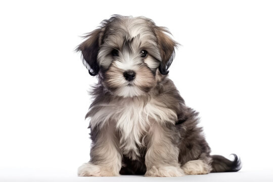 Lowchen Dog Puppy On White Background, Full Body. Generative AI