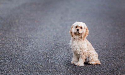 Sitting English Cocker Spaniel. Portrait of gentle, intelligent, happy cream American Cocker Spaniel 