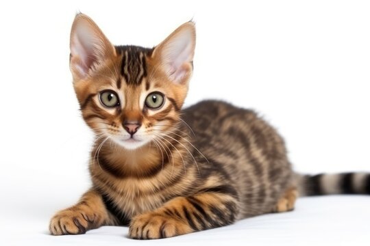 Toyger Kitten On White Background. Generative AI