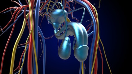 Male Reproductive System Anatomy For Medical Concept 3D Rendering © mybox