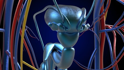 Male Reproductive System Anatomy For Medical Concept 3D Rendering © mybox