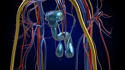 Male Reproductive System Anatomy For Medical Concept 3D Rendering © mybox