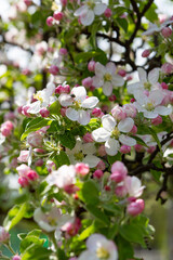 Blooming apple trees blossom close up spring flowers