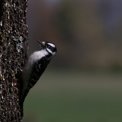 Hairy Woodpecker
