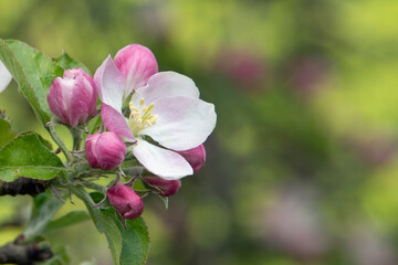 Close up of apple blossom with space for text on the right