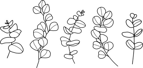 Outline hand drawing vector illustration of eucalyptus branch. Isolated elements for design. © LuckPicture