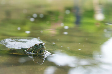 広島 縮景園の池から顔を出して様子をうかがうミドリガメ